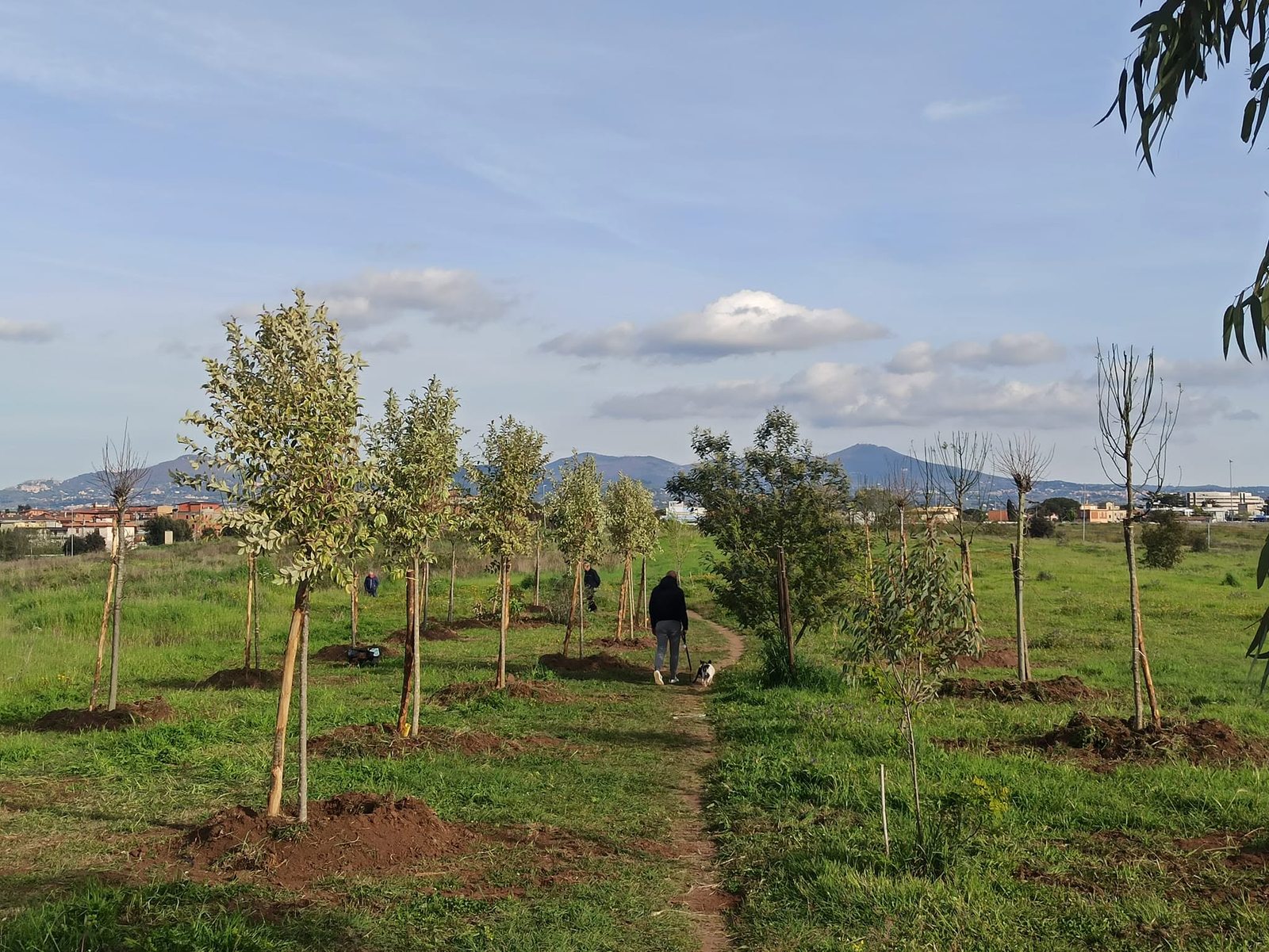 I filari del boschetto Forest For Rome a Villa Flaviana
