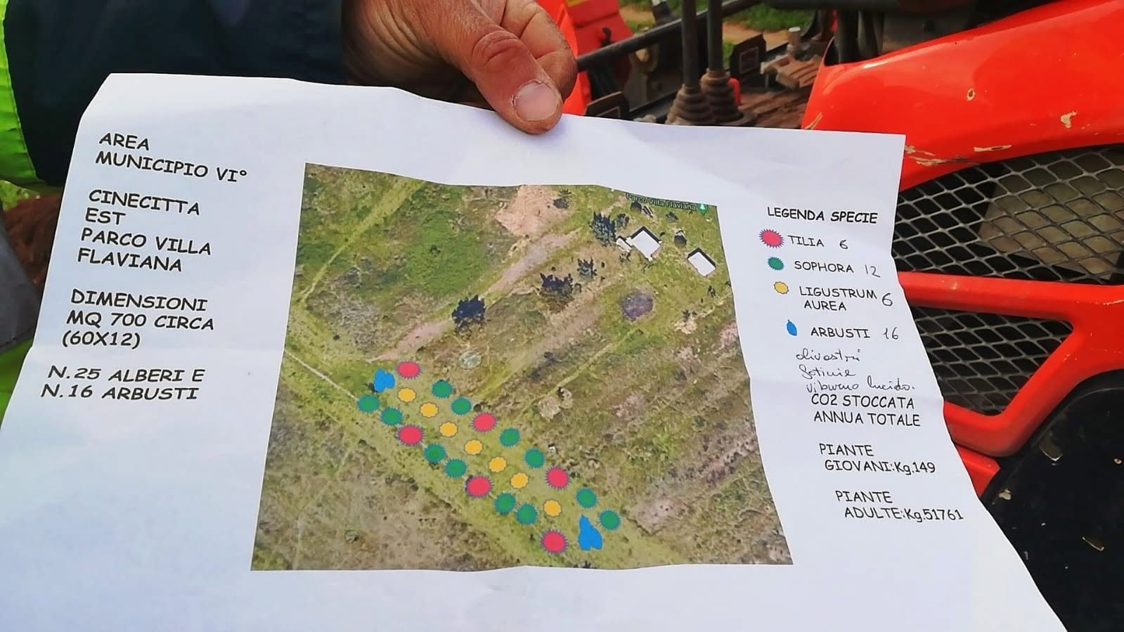 La mappa del progetto con la disposizione e le specie degli alberi del boschetto
