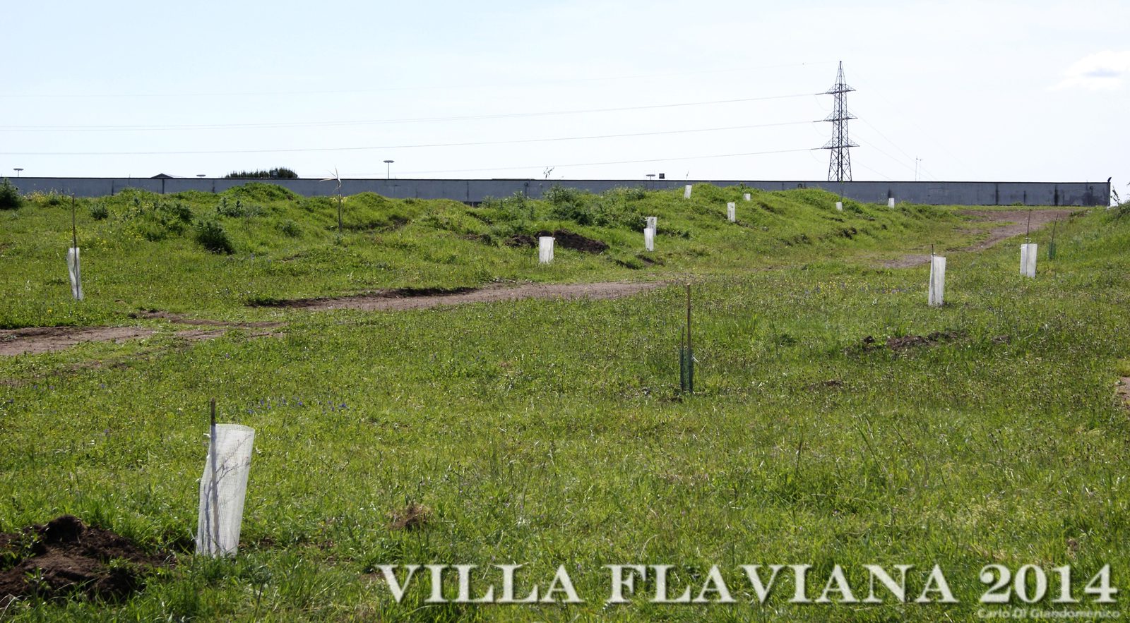 Alberelli messi a dimora con i tutori, Villa Flaviana 2014